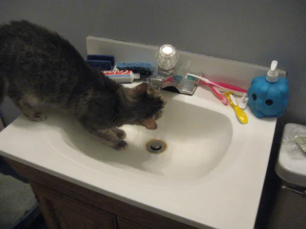 Cat drinking fresh water from a bowl beside its food during a daily feeding routine