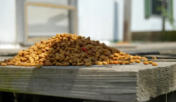 A cat eating dry food from a bowl