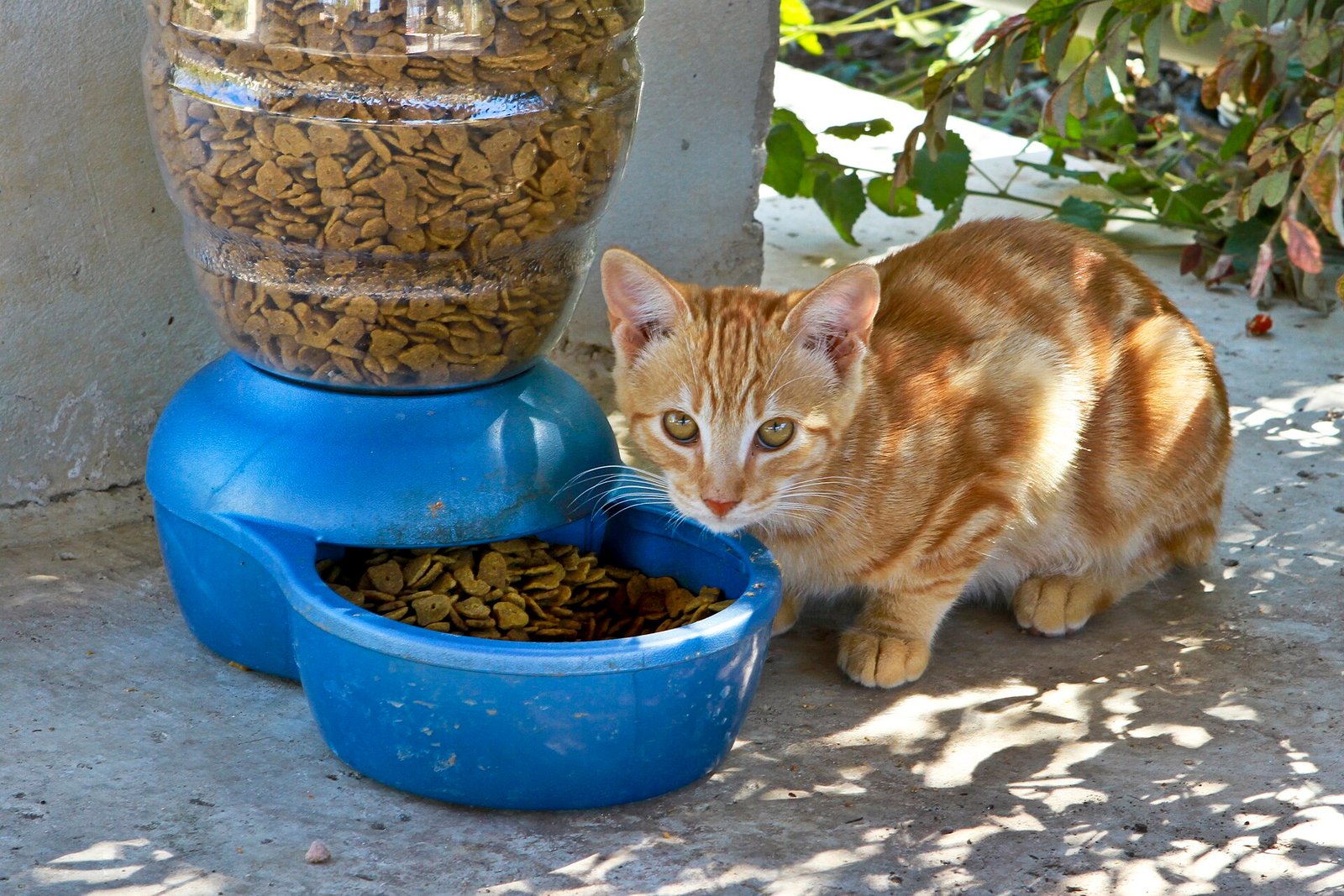 cat eating dry food from a bowl beside an opened cat food bag with an expiration date label