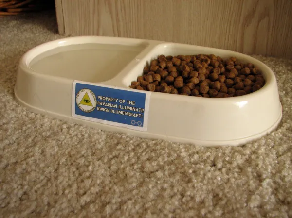 Tabby cat eating wet cat food from a ceramic bowl in a sunny kitchen