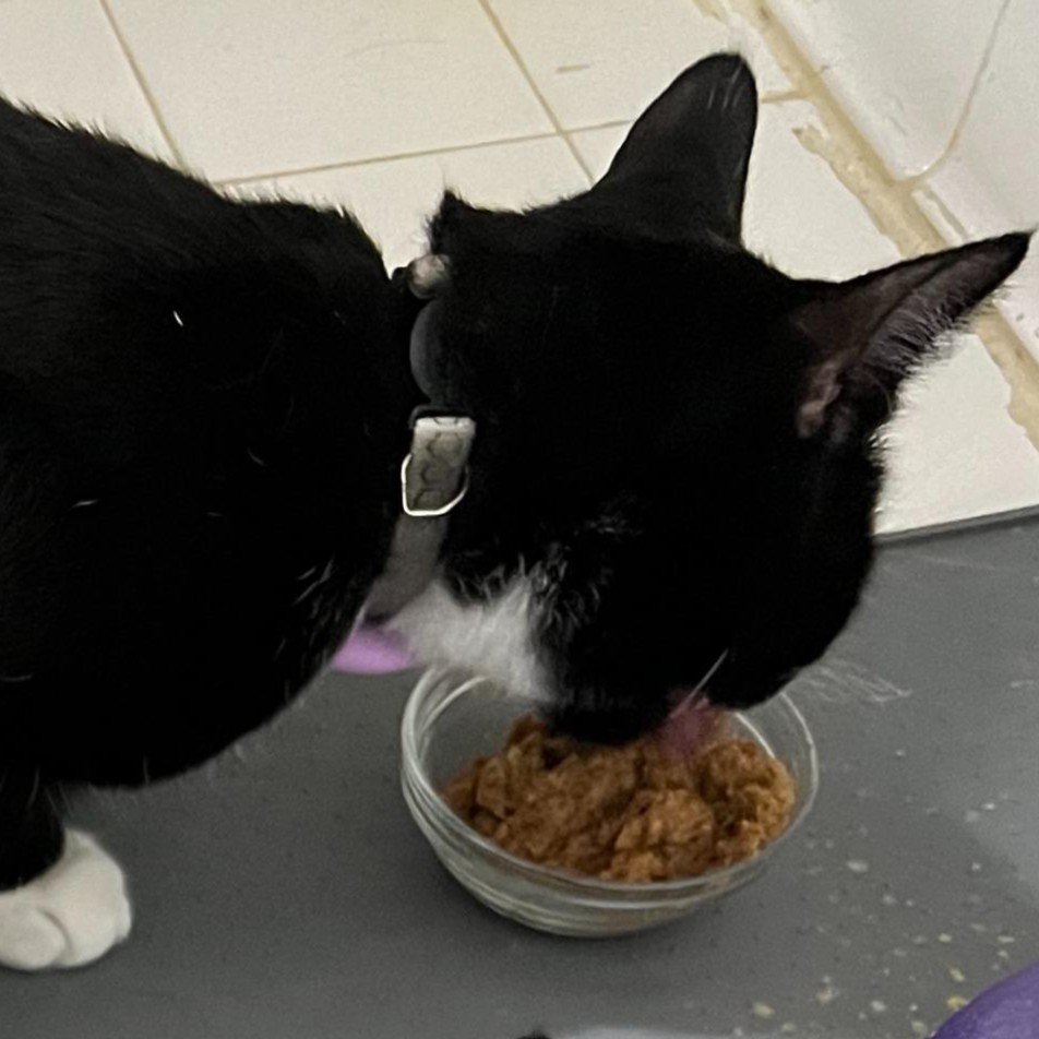 Veterinarian examining a cat during a nutrition check-up