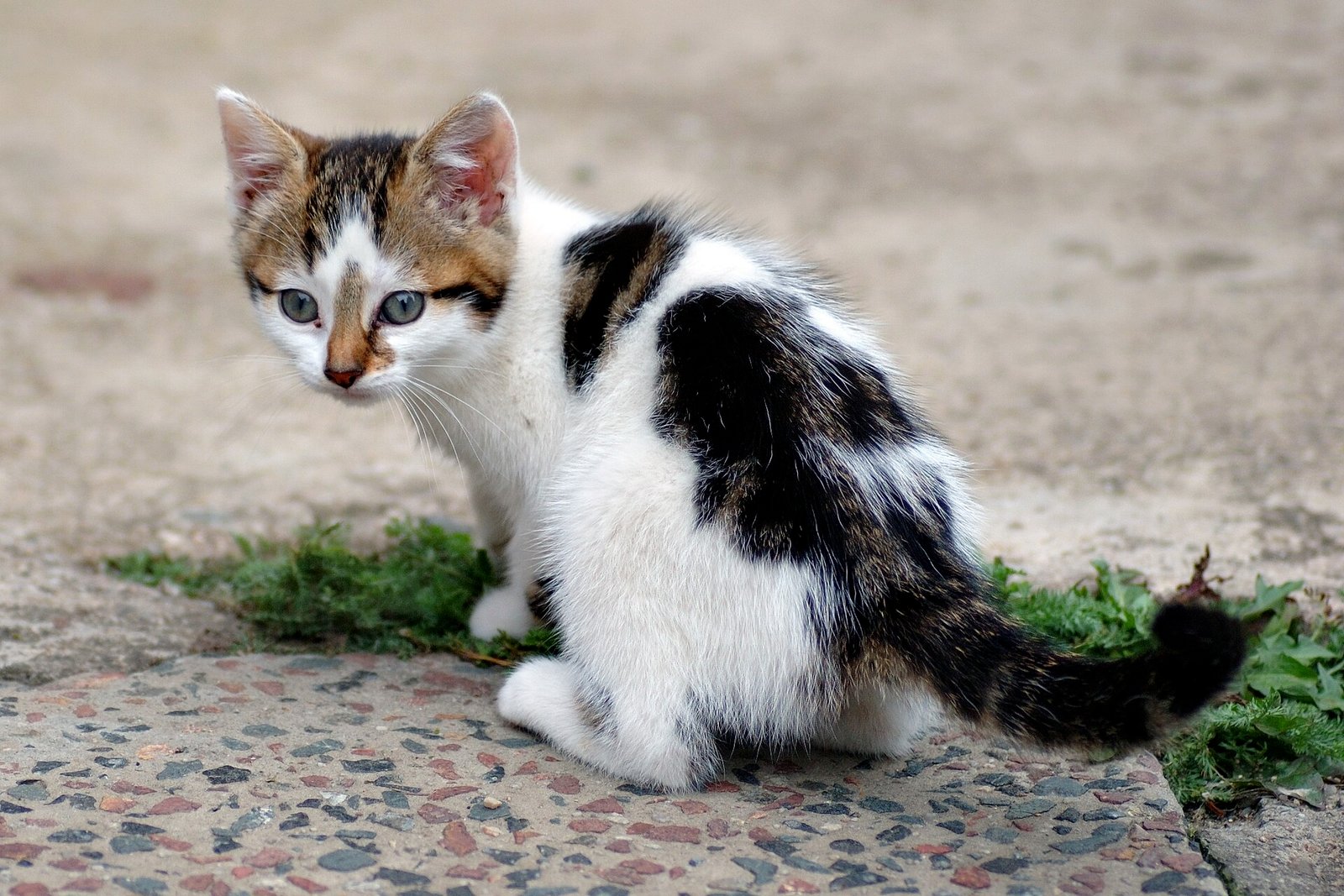 Kitten drinking fresh water from a pet water fountain at home
