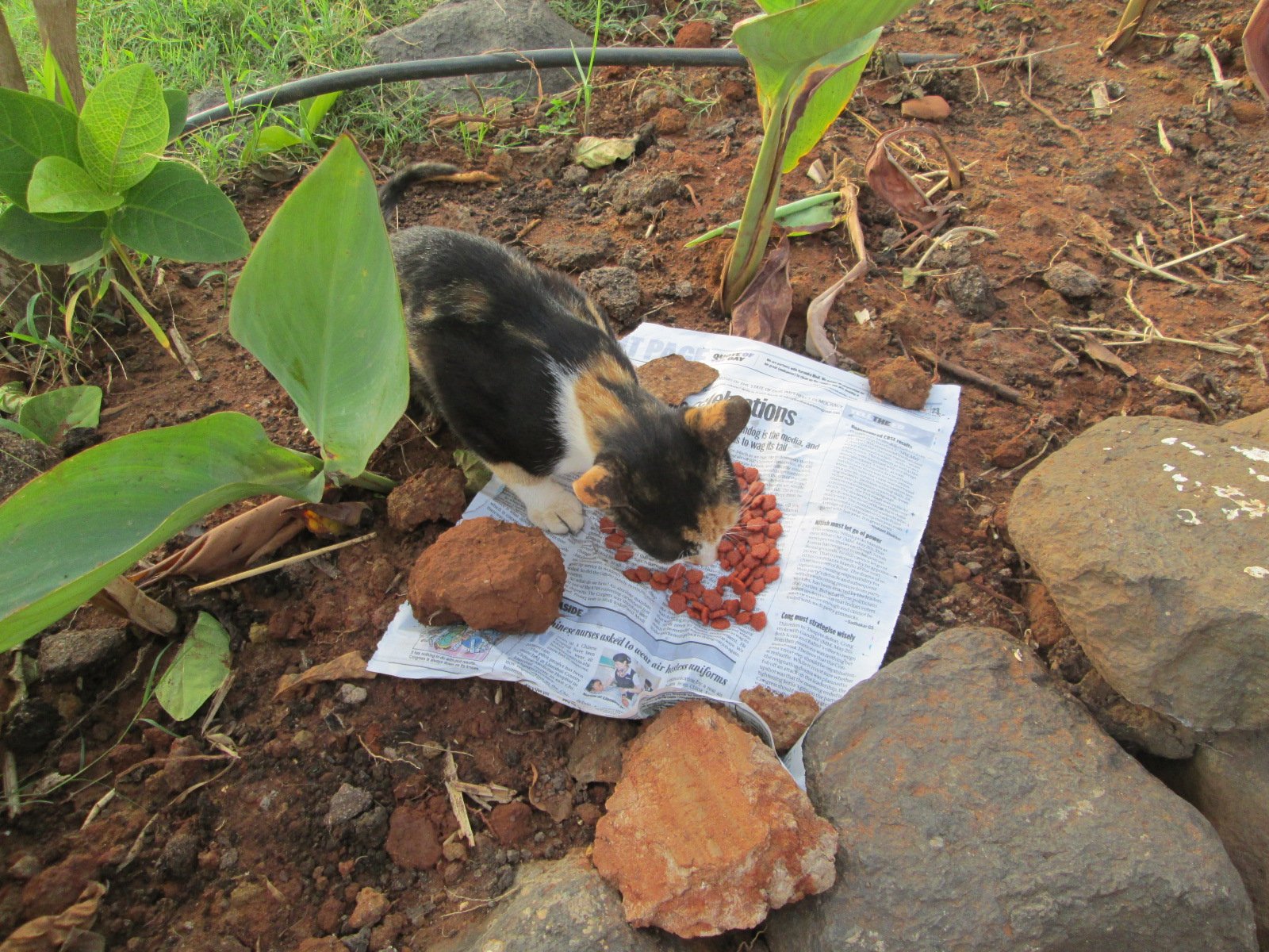 Measuring a portion of dry cat food with a measuring cup over a cat food bowl