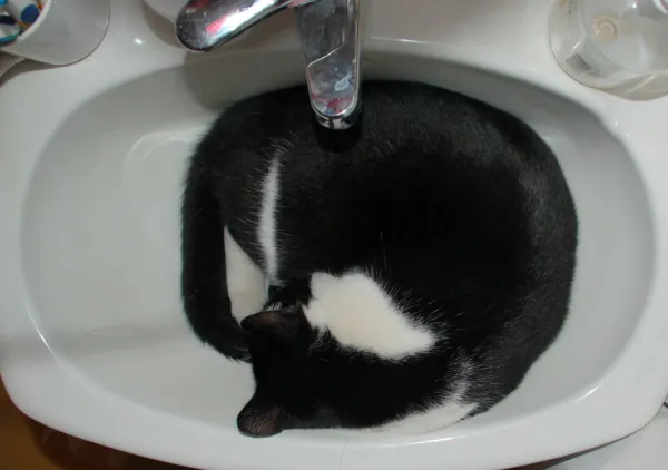 Hands washing a cat food bowl with dish soap at a kitchen sink