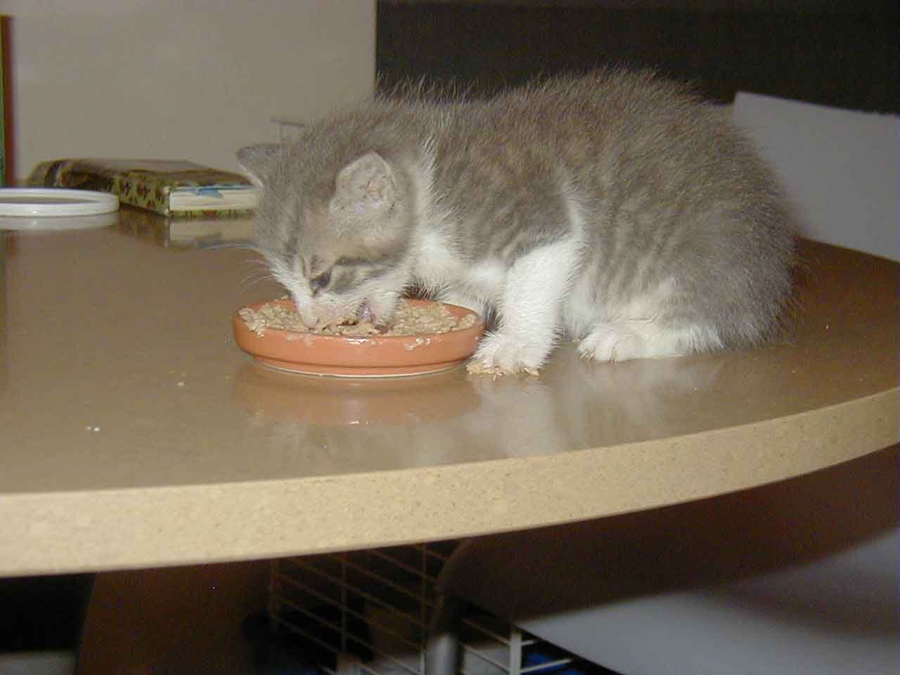 Tabby cat eating wet cat food from a ceramic bowl on a clean kitchen floor